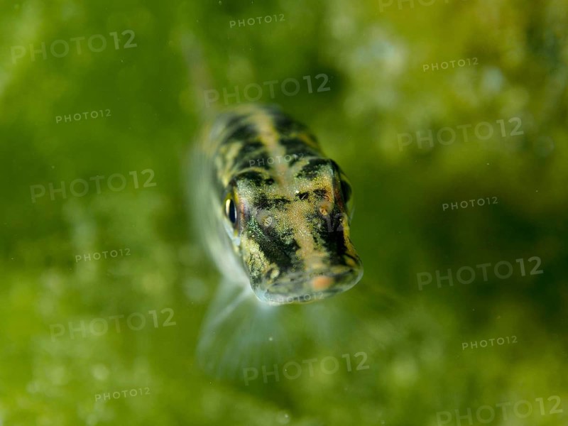 Portrait of pike (Esox lucius) with striking striped pattern in front of green algae, dive site Zollbrücke, Rheinau, Canton Zurich, Rhine, High Rhine, Switzerland, Jestetten, Germany