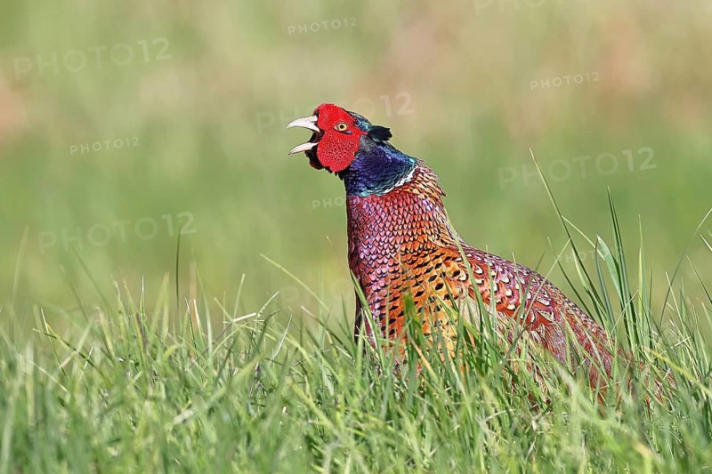 Pheasant, hunting pheasant (Phasianus colchicus), adult male bird during mating call in a meadow, territory demarcation, wildlife, Lembruch, Ochsen Moor, Dümmer nature park Park, Lower Saxony, Germany