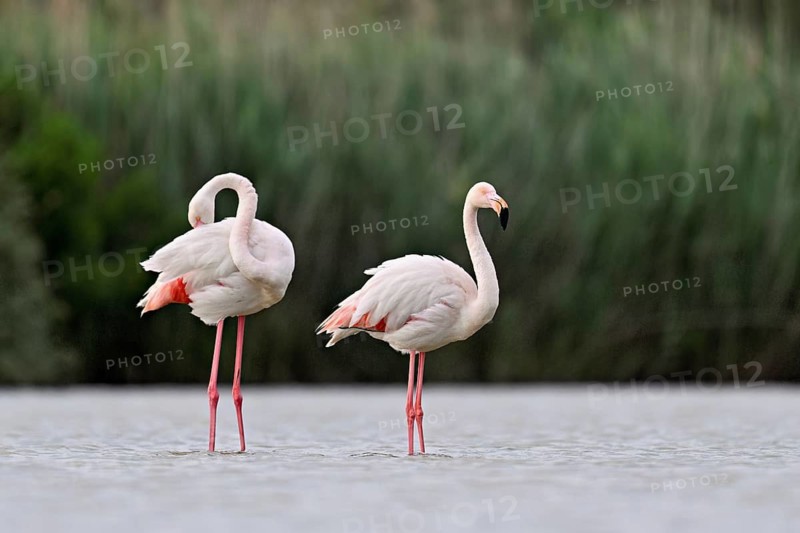 A pair of greater flamingos (Phoenicopterus roseus), standing in the water, Camargue Regional Nature Park, southern France, France