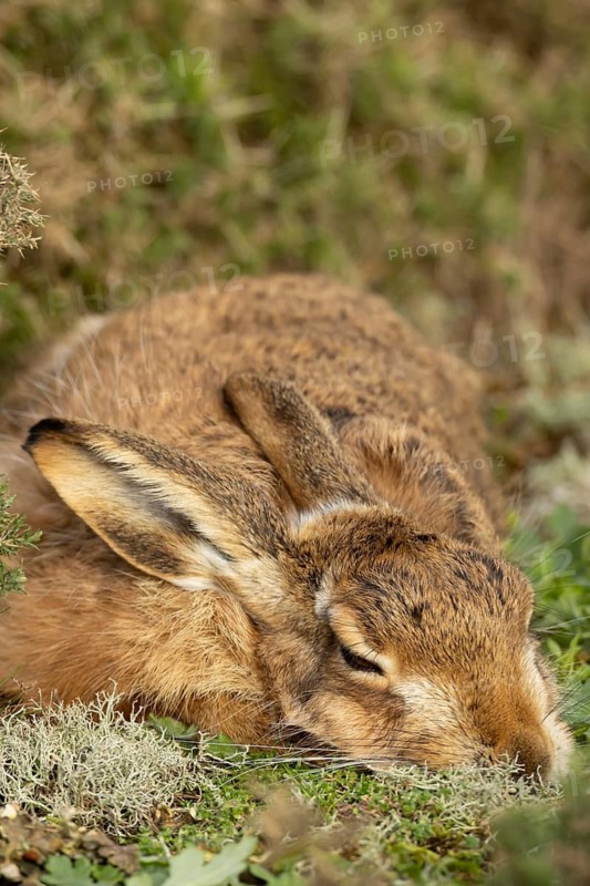 European brown hare (Lepus europaeus) adult animal sleeping in grassland, England, United Kingdom