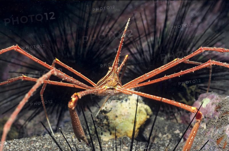 Underwater photo of yellow-line dart crab (Stenorhynchus lanceolatus) Lancet ghost shrimp sitting in front of cave dwelling, Eastern Atlantic, Canary Islands, Spain