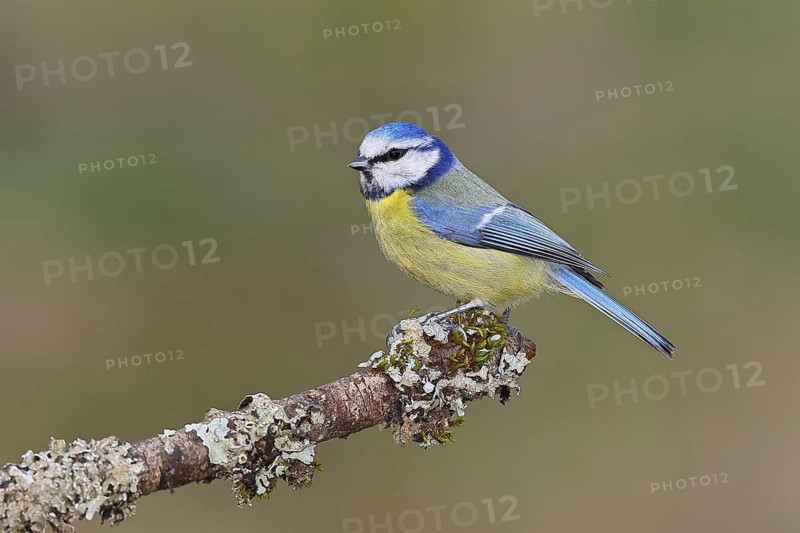 Blue Tit (Parus caeruleus), perched on a branch covered in lichen, Wilnsdorf, North Rhine-Westphalia, Germany
