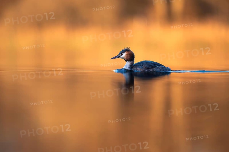 Great Crested Grebe (Podiceps cristatus) on the open sea, Zurich, Switzerland