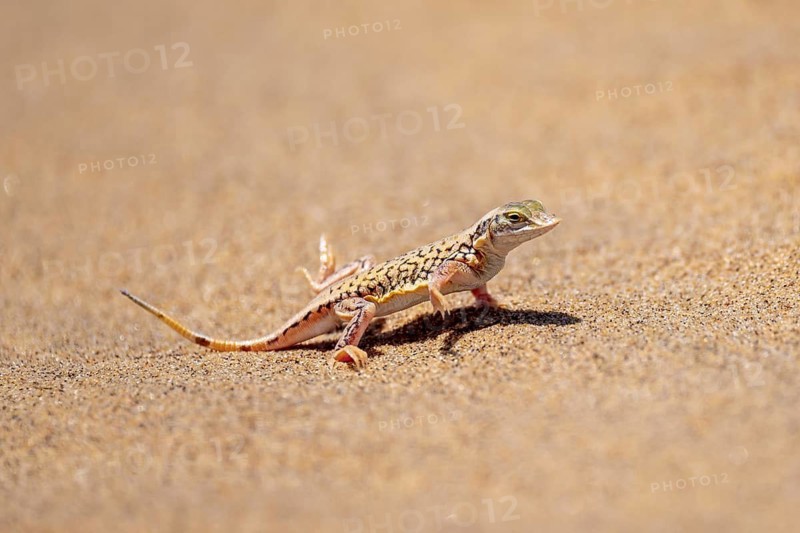 Shovel-nosed lizard (Meroles anchietae), in the sand, stretching its legs in the air to cool off, Namib Desert, Namib Naukluft Park, Namibia