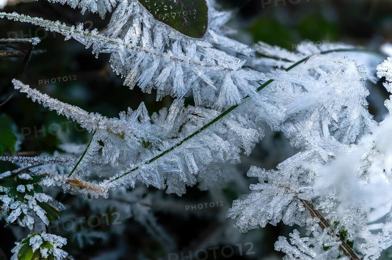 Detail, ice crystals, frost, cold, hoarfrost, rime, winter