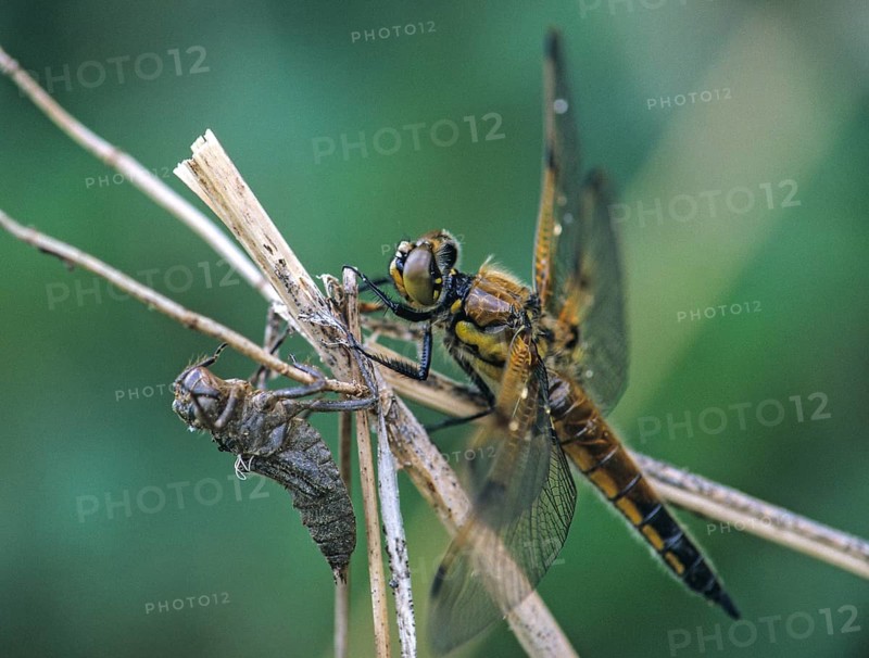 Four-spotted chaser, dragonfly, exuvia, imago, insects, insects, leo, dragonflies, dragonflies, imago, insects, leo, dragonflies, odonata