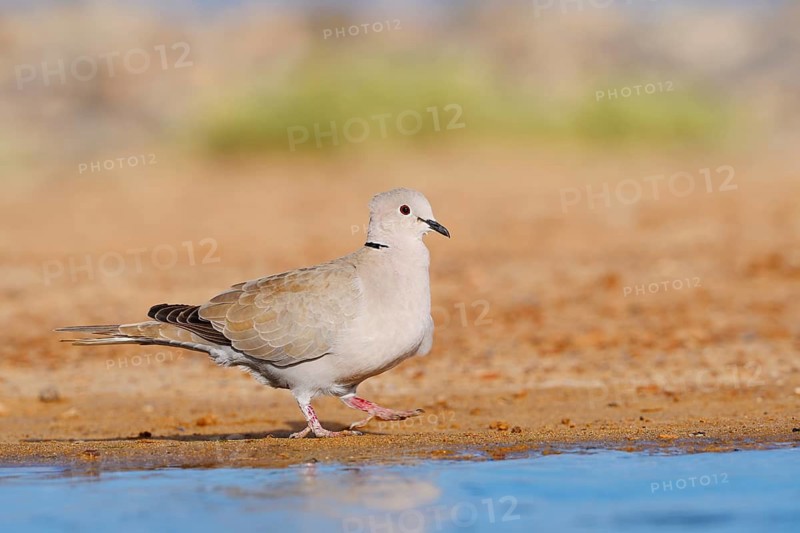 Eurasian Collared Dove (Streptopelia decaocto), Fuerteventura, Canary Islands, Spain