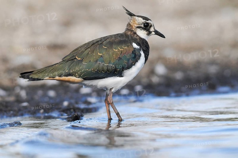 Lapwing, Vanellus Vanellus, Bath, Bathe, Birds, Charadriiformes, Adolescent, Juvenile, Limikolen, Plover, Potion, Birds, Wader, Watering Place, Waders
