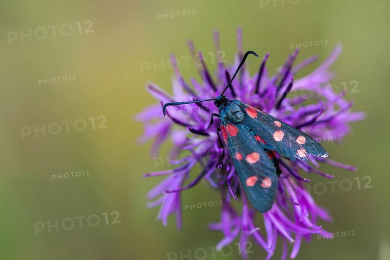 Ringed crown pea ram, billowing burnet, variable burnet moth, variable red ram, zygaena ephialtes, blood droplets, butterfly, insects, moths, moths, moths, moths, moth, butterfly, ram