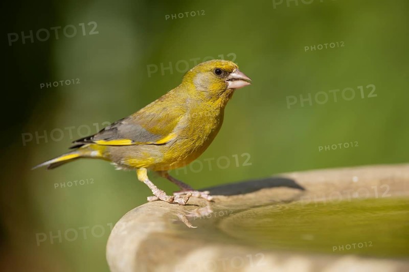 European greenfinch (Chloris chloris) adult male garden bird on a water bird bath, England, United Kingdom