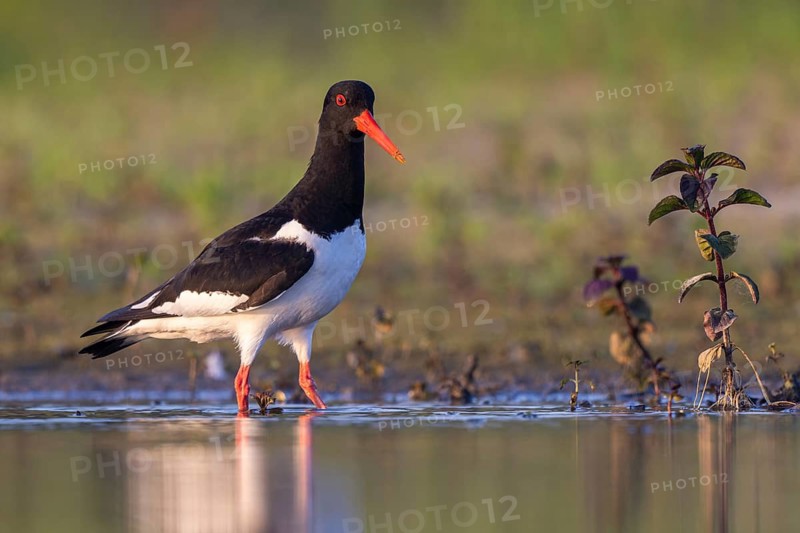 Eurasian Oystercatcher (Haematopus ostralegus), North Rhine-Westphalia, Germany