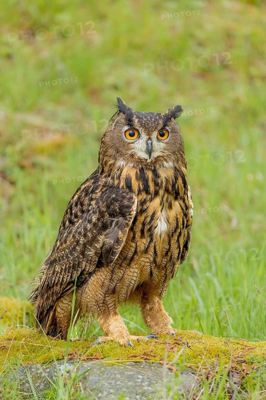 An eagle owl gazes intently, standing on moss-covered ground amongst the grass, eagle owl (Bubo bubo), adult, perched on a rock, alert, in spring, Šumava Forest, Czech Republic