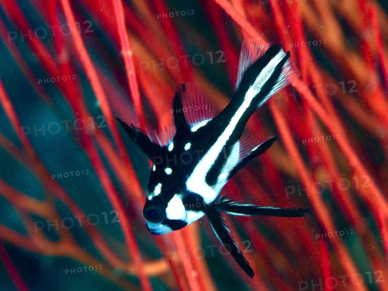 Black-and-white snapper, juvenile yellow-eyed snapper (Macolor macularis), swimming against a backdrop of vivid red soft corals, Prapat dive site, Penyapangan, Bali, Indonesia