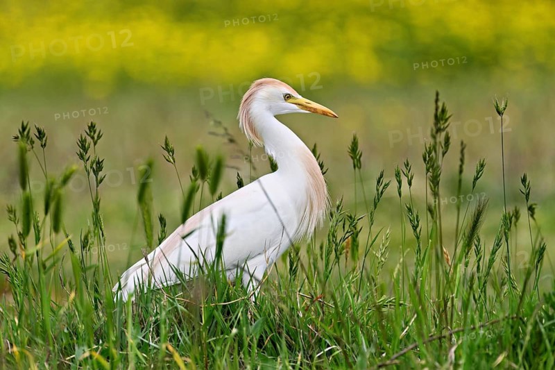 Cattle egret (Bubulcus ibis), foraging in a meadow, Camargue, southern France, France