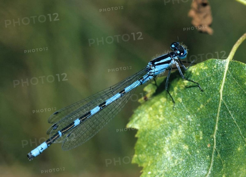 Cub azure maiden, common blue damselfly, enallagma cyathigerum, northern flower, damselflies, dragonflies, insects, leo, dragonflies, male, odonata, zygoptera