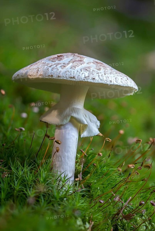 Amanita Citrina, Amanita Citrina var. Alba, Amanita Mappa, Delicate Amanita, False Death Cap, Yellow Tuber, Yellow Bulbous, Napkin Amanita, Lemon-Yellow Tuber Leaf Mushroom, Fungi, Fungus, High Size, Portrait Format, Mushrooms