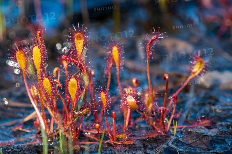 Drosera longifolia, Droseraceae, English sundew, Finland, long-leaf sundew, sundew, flora, great sundew, plants, sundew