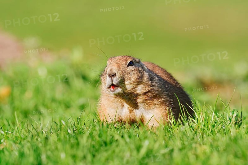Black-tailed prairie dog (Cynomys ludovicianus) sitting feeding in a meadow, North America