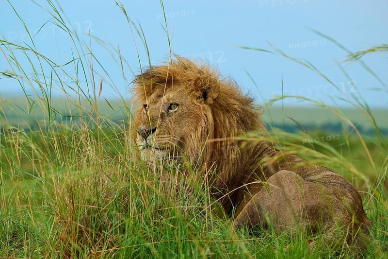A majestic lion with a mane lies in the tall grass of the savannah, lion (Panthera leo), Masai Mara National Reserve, Narok County, Kenya