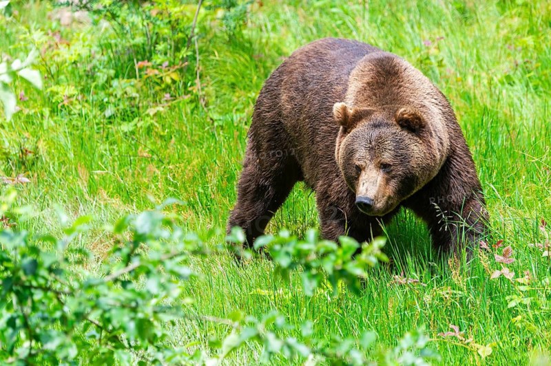 Eurasian brown bear (Ursus arctos arctos) standing between bushes, Bavarian Forest, Bavaria, Germany