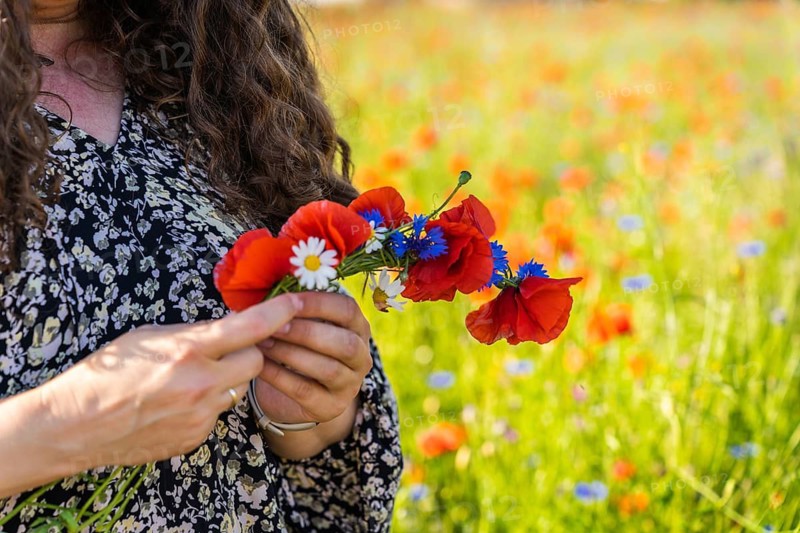 A long-haired curly woman weaves a wreath of wildflowers, poppies (Papaver rhoeas), daisies and cornflowers (Centaurea cyanus)