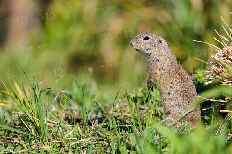 A fully grown ground squirrel (Spermophilus citellus) sits in a green meadow on a sunny day, intently observing its surroundings. Austria