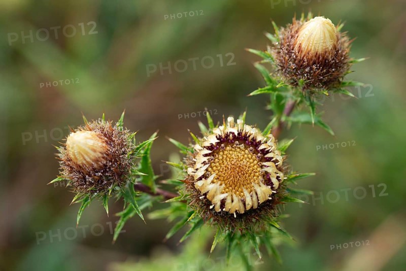 Asteraceae, carlina vulgaris, golden thistle, small boar root, daisy, carline thistle, flora, plants, plants
