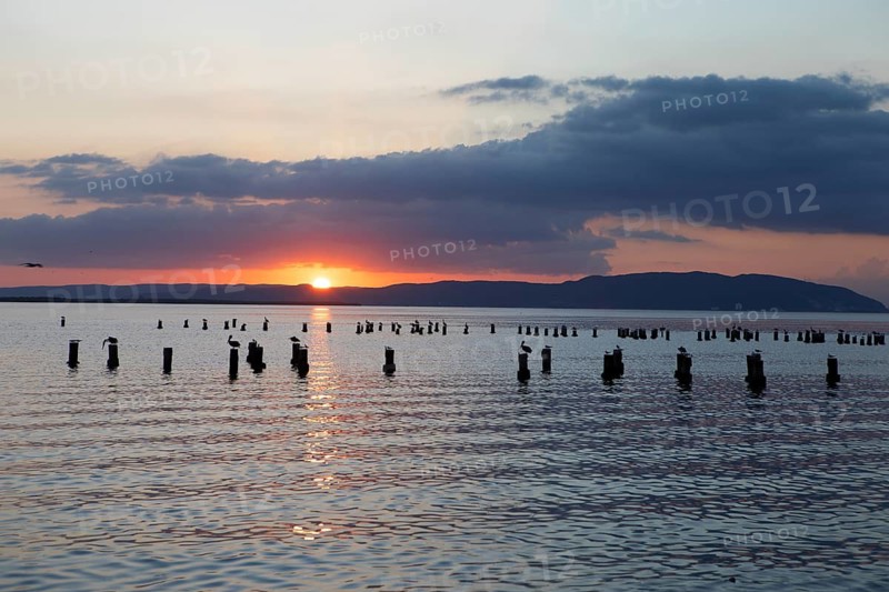 Sunset at the marina in Kingston, birds sitting on wooden bollards as paper cuts, Kingston Parish, Jamaica, West Indies, Caribbean, Central America