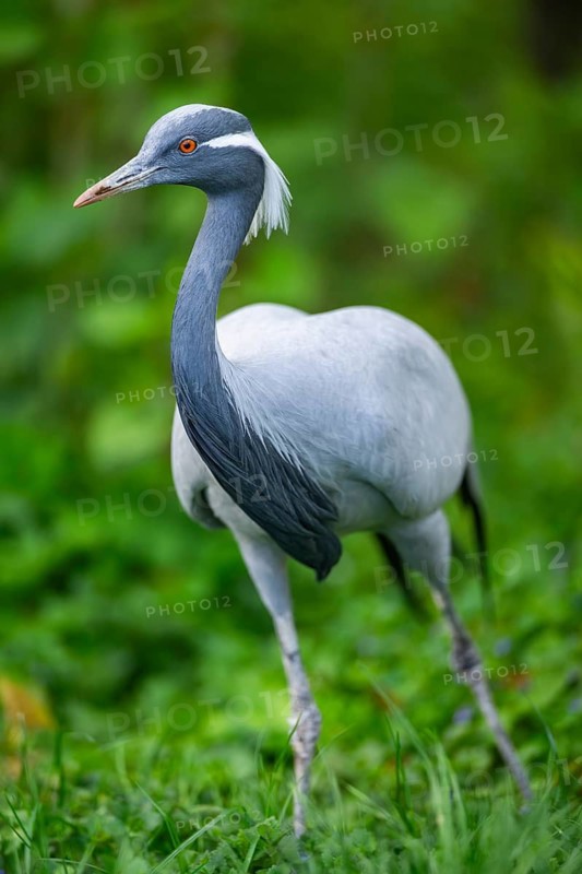 Demoiselle crane (Grus virgo) on a meadow, capttive