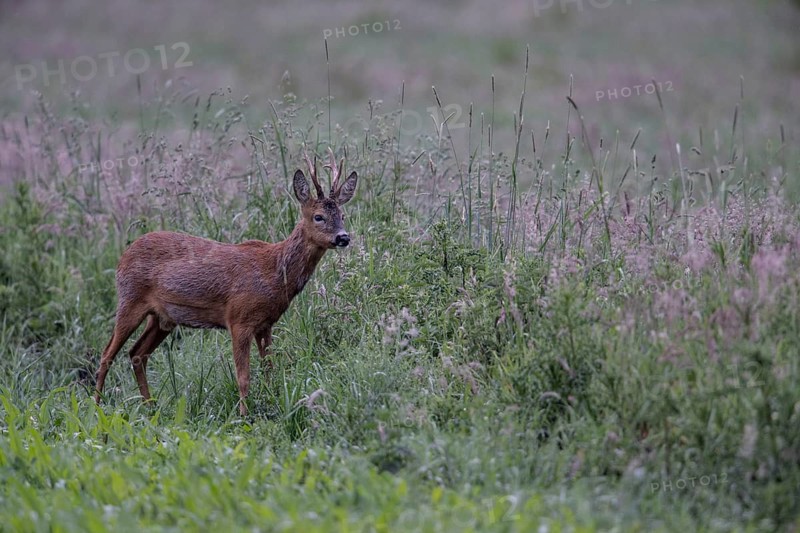 Roebuck (Capreolus capreolus) in a meadow, Lower Saxony, Germany