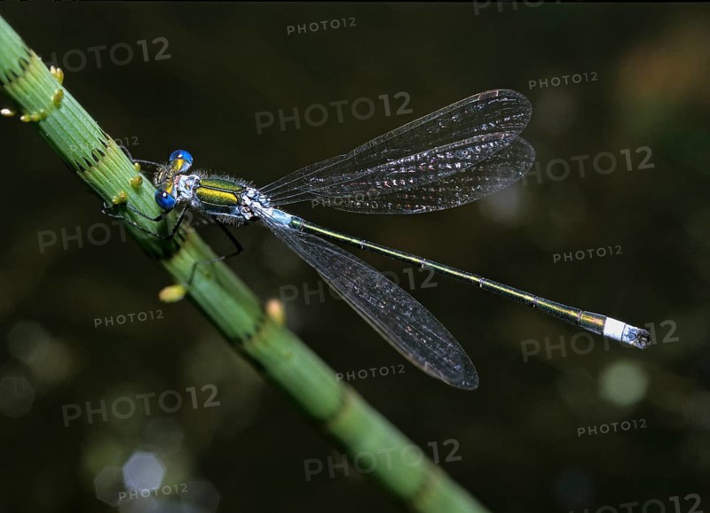 Shiny ruismaid, lestes dryas, robust spreadwing, scarce emerald damselfly, damselflies, dragonflies, insects, leo, dragonflies, male, odonata, zygoptera
