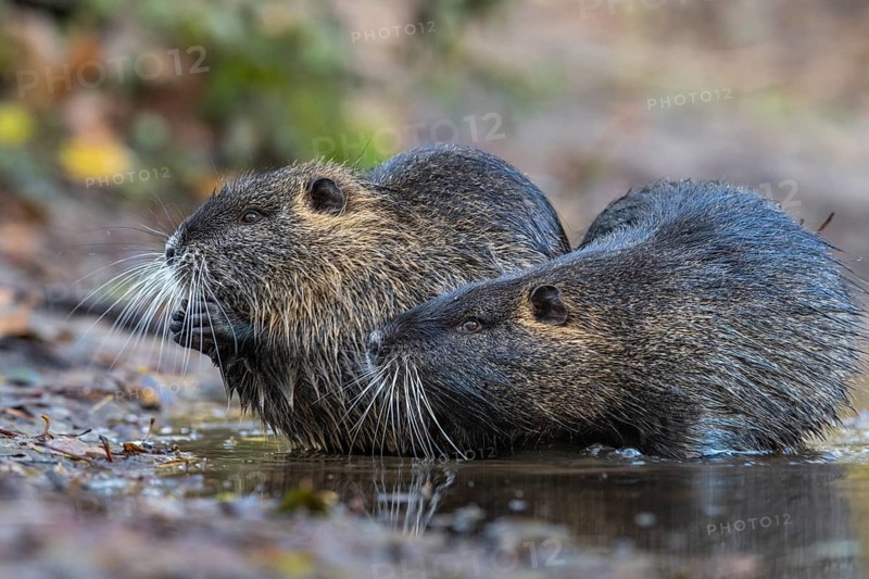 Nutria (Myocastor coypus) in a body of water, Osnabrück, Lower Saxony, Germany