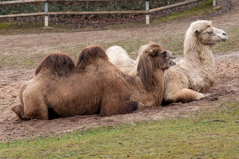 Wild camel (Camelus ferus) at Nuremberg Zoo, Middle Franconia, Bavaria, Germany. PR available