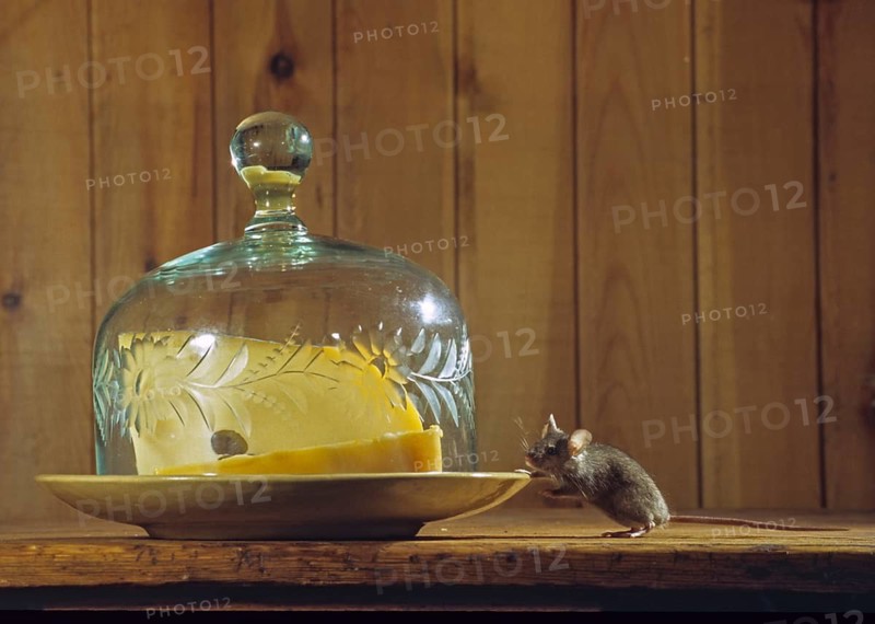 House mouse, mus musculus, rodents, rodentia, mammals, mouse, muroids, mice, rodents, mammals