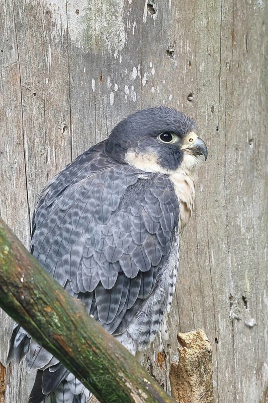 Peregrine falcon (Falco peregrinus), sitting on a branch, captive, Bavaria, Germany