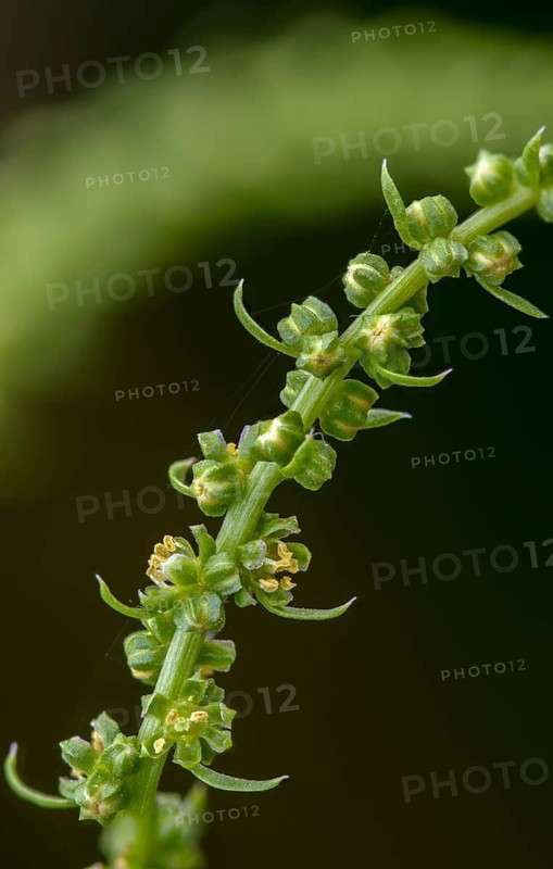 Beta vulgaris, common turnip, beet, flower, high size, portrait format, plants, plants