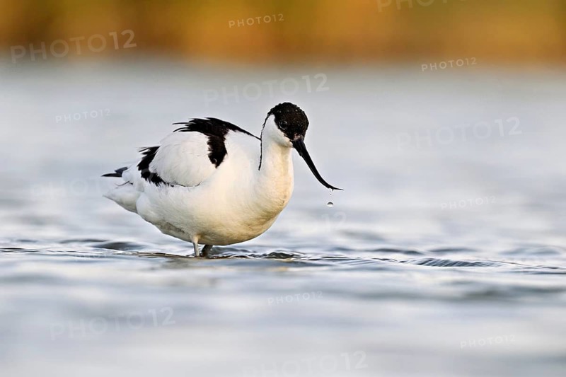 Avocet (Recurvirostra avosetta), standing in shallow water whilst foraging, Camargue Regional Nature Park, southern France