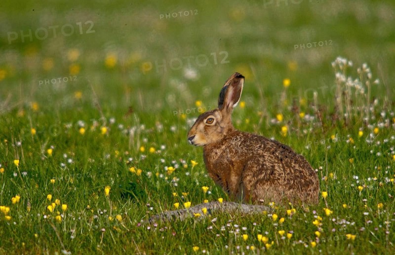 European hare, hares, hares, lagomorpha, lepus europaeus, bunny, mammals, mammals