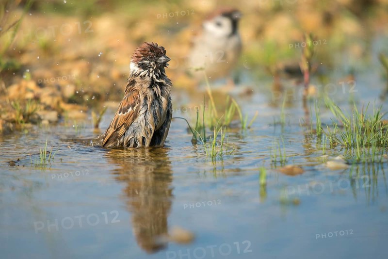 Tree Sparrow, Passer Montanus, Sparrow, Tree Sparrow, Bath, Bird Bath, Birds, Mirror, Passeri, Songbirds, Sparrow, Sparrow, Sparrow, Sparrow, Sparrow, Sparrow, Sparrow, Reflection, Watering Place