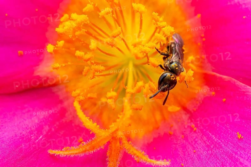 Macro photograph, slender bee (Lasioglossum), solitary bee on a pink flower covered in pollen, Bavaria, Germany