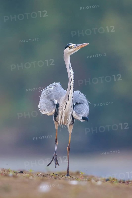 Grey Heron (Ardea cinerea), North Rhine-Westphalia, Germany