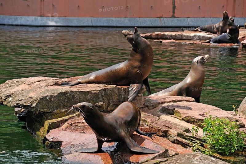 Sea lions (Zalophus californianus) during a feeding session, Nuremberg Zoo, Am Tiergarten 30, Nuremberg, Middle Franconia, Bavaria, Germany