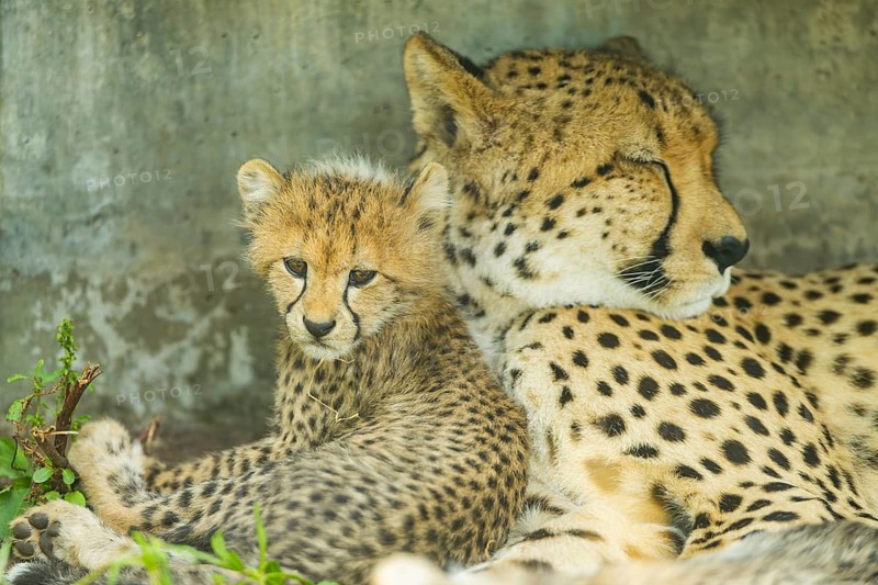 Cheetah (Acinonyx jubatus) mother with her youngster, captive, occurrence Africa
