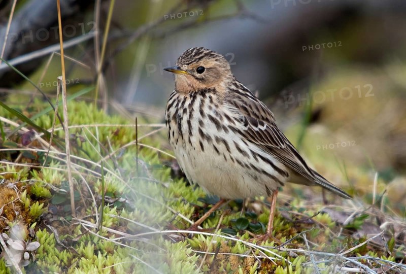 Anthus Cervinus, Norway, red-throated pipit, robin pipit, varanger, birds, passeri, songbirds, birds