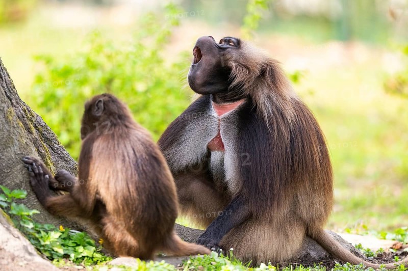 Gelada (Theropithecus gelada) male and female sitting together on the ground, captive, distribution africa