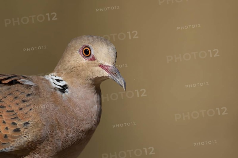 European turtle dove (Streptopelia turtur) adult bird head portrait, England, United Kingdom