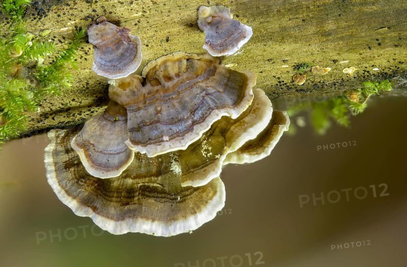 Colorful tramete, Coriolus versicolor, butterfly porling, butterfly tramete, trametes versicolor, fungi, fungus, mushrooms, turkey tail