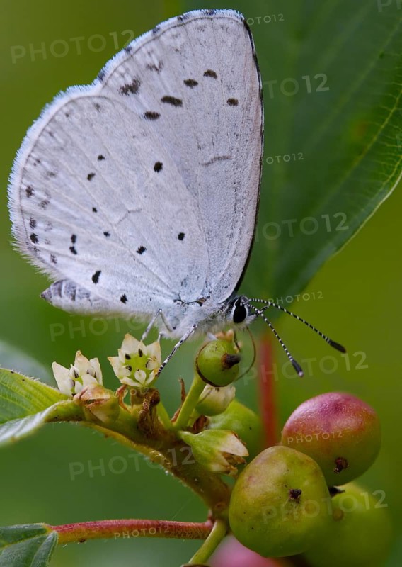 Celastrina argiolus, buckthorn blue, butterfly, high size, portrait format, insects, butterflies, butterflies, butterflies