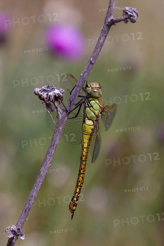 Aeshna affinis, blue-eyed hawker, southern migrant hawker, southern mosaic maid, anisoptera, damselflies, dragonflies, female, Greece, high size, portrait format, insects, leo, dragonflies, odonata, female