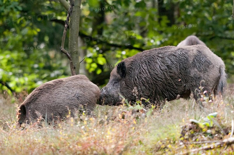 Artiodactyla, even-toed ungulate, cloven-hoofed, wild boar, wild boar, stream, boar, boar, boar, boar, mammals, rancing season, mammals